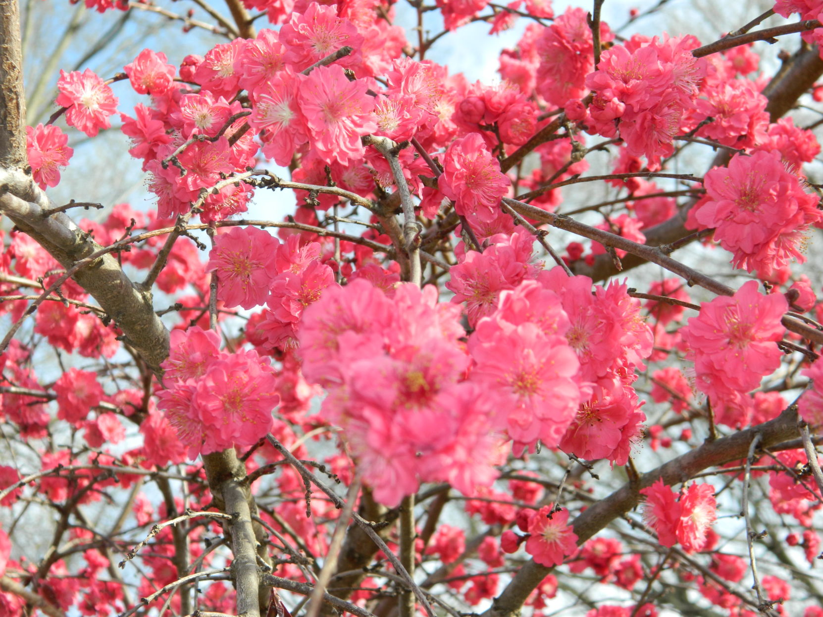 Spring photos (37).JPG